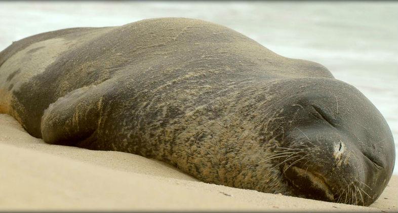 La foca monje no puede caer en el olvido