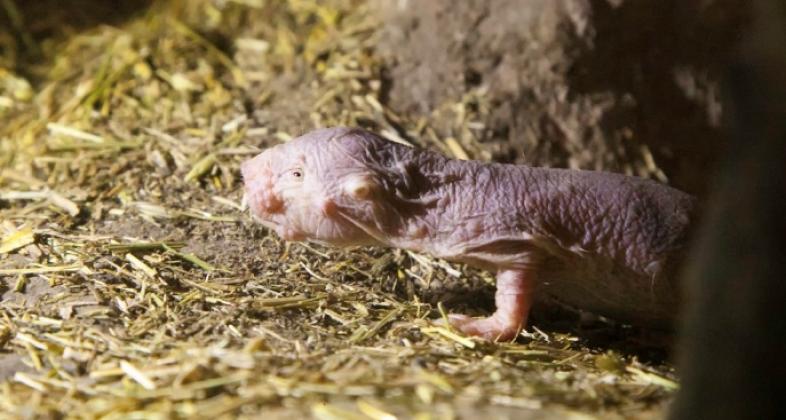 Nacen tres crías de rata topo desnuda en Faunia