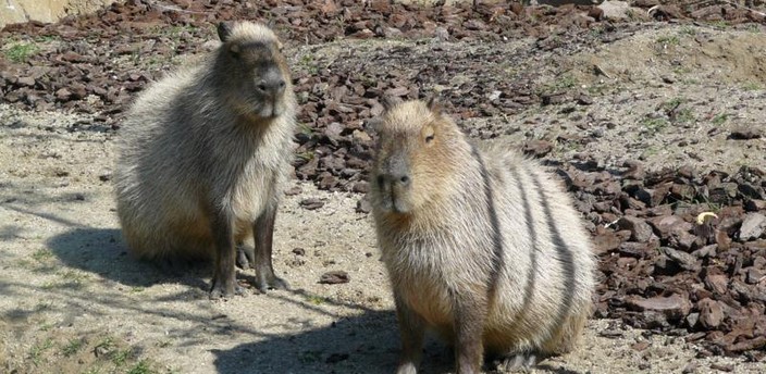 Capibara, el roedor mas grande del mundo | Faunia, el Parque Temático de la  Naturaleza