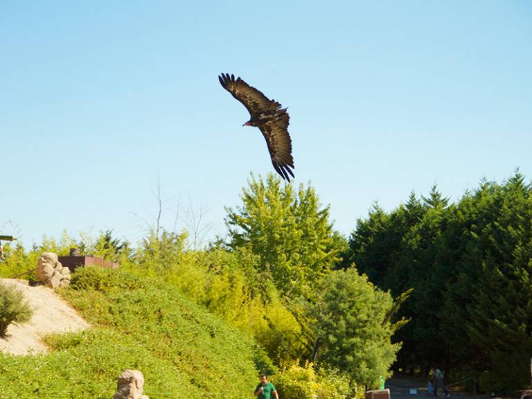 Vuelo de aves rapaces y exóticas