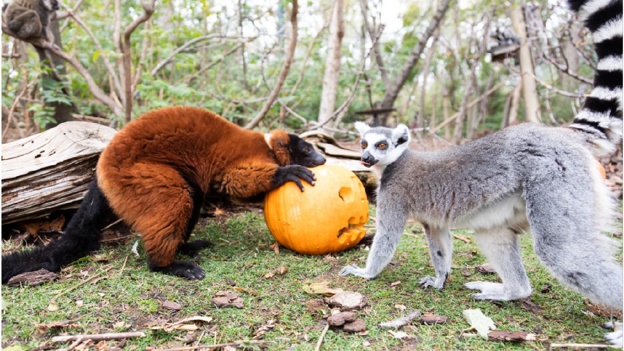 Faunia celebra Halloween con calabazas para lémures, charlas misteriosas y truco o trato